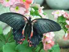 Papilio Rumanzovia []